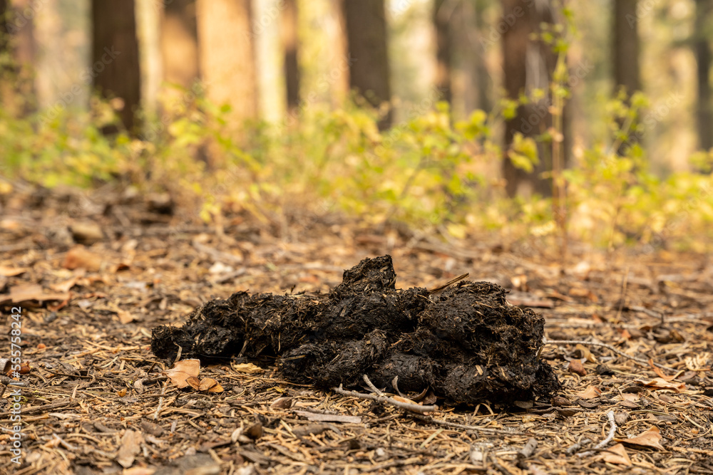 Bear Scat Along Trail