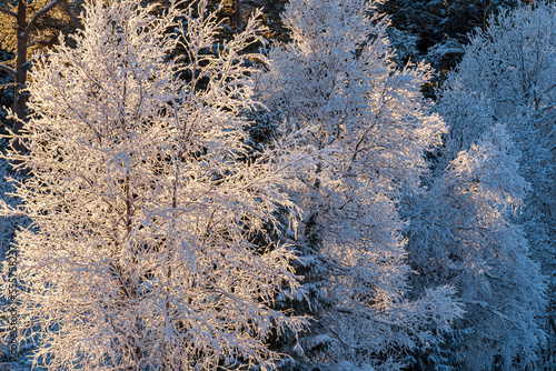 Hoar frost on trees in the sun. A cold winter day in Östersund, Sweden. © Bengt