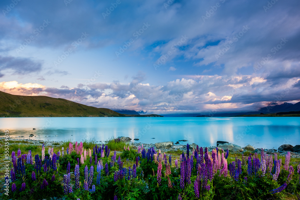 Blooming Lupins on the Shore of Lake Tekapo Blooming Lupins on the Shore of Lake Tekapo