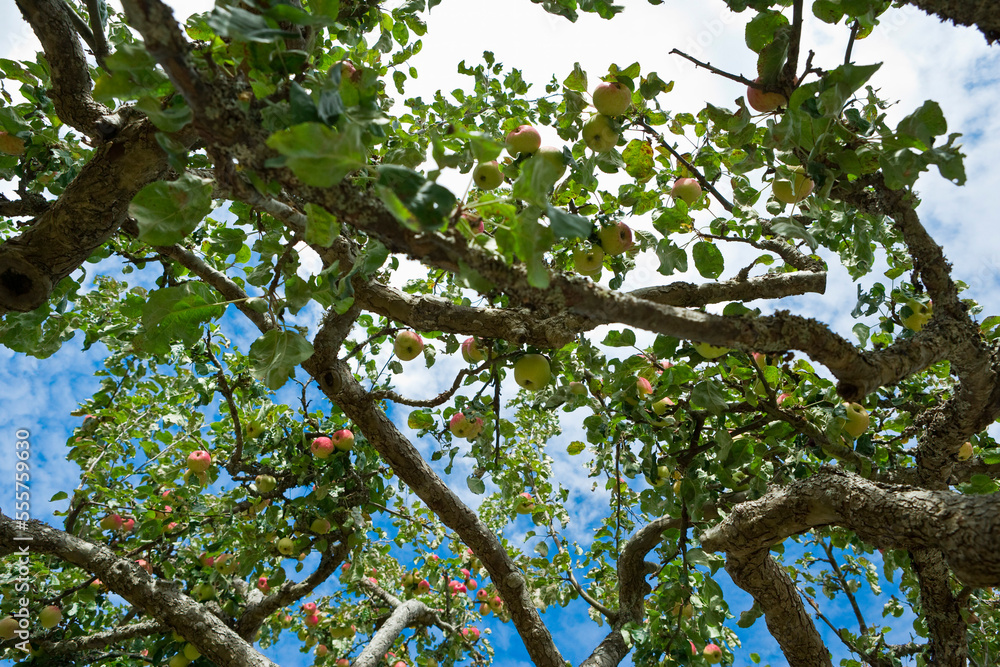 Apple Tree, Salt Spring Island, British Columbia, Canada Apple Tree, Salt Spring Island, British Columbia, Canada