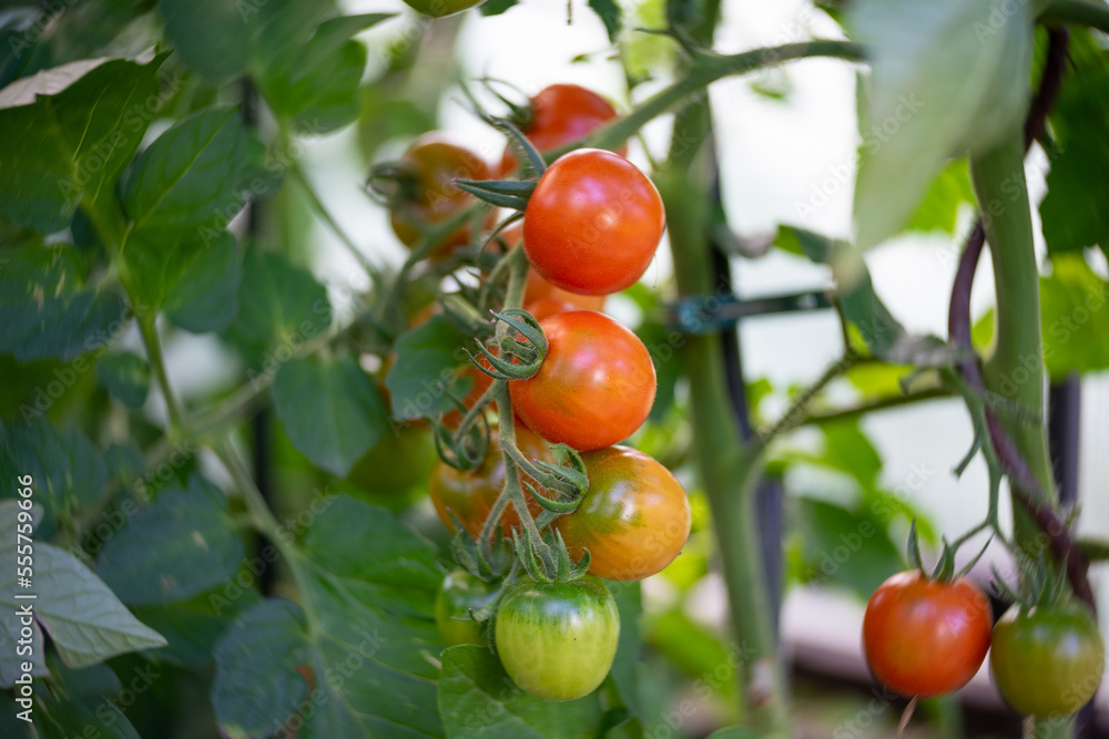 Ripening tomatoes on a bush in the garden. Close-up. Art lens. Focus on the center.