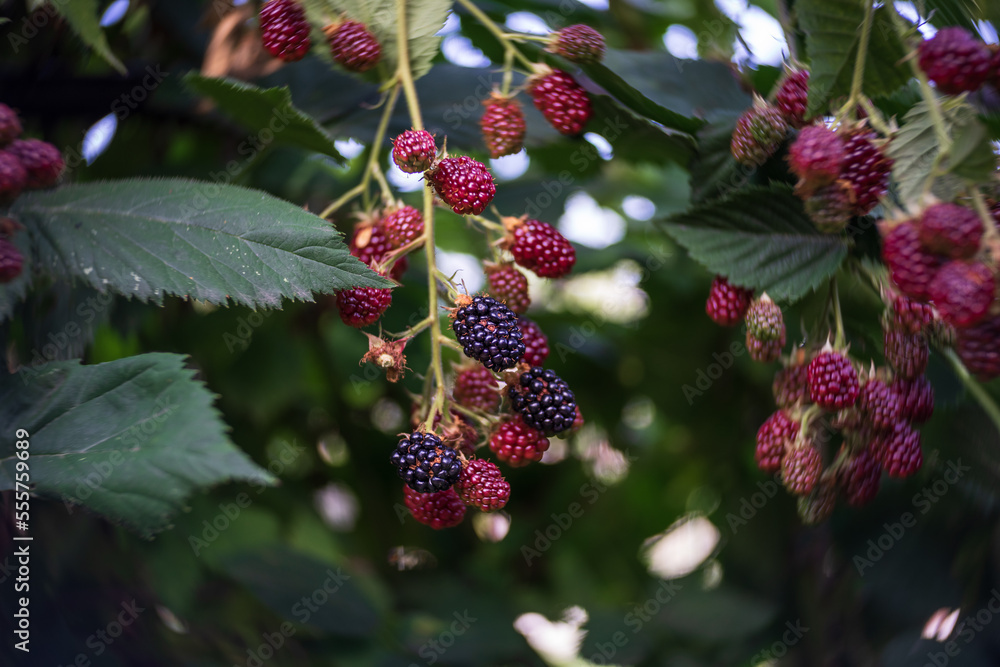 Ripe raspberries on a bush in the garden. Close-up. Art lens. Swirl bokeh. Focus on the center. Ripe raspberries on a bush in the garden. Close-up. Art lens. Swirl bokeh. Focus on the center.
