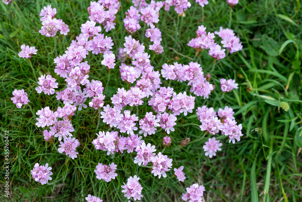 Naklejka premium Close up of thrift (armeria maritima) flowers in bloom