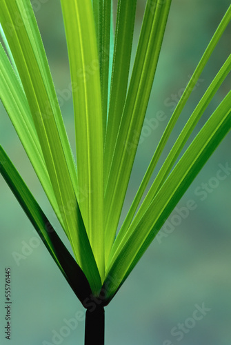 Close-Up of Papyrus Plant photo
