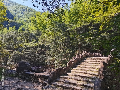 stairs in the forest