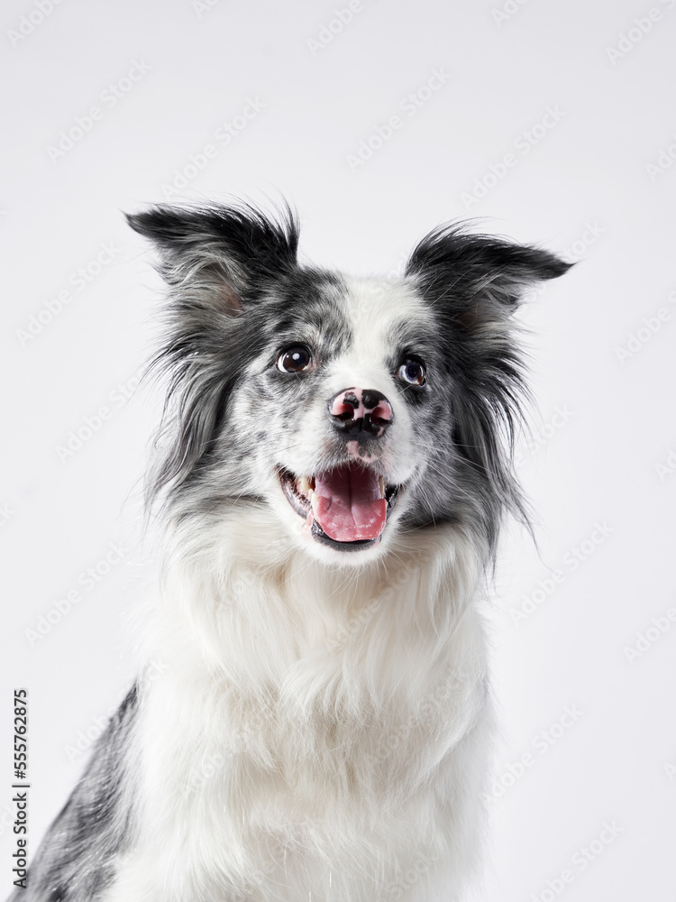 Marble Border Collie smile. Cute dog on a white background in studio