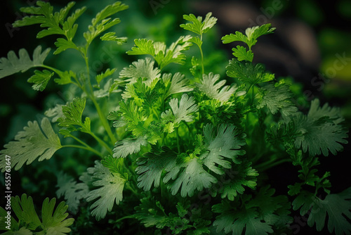 Coriander leaves in a vegetable garden for a notion in food, health, and agriculture. Background of organic coriander leaves. Generative AI