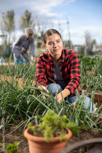 Smiling young woman in plaid shirt caring for green onion sprouts while working in garden during daytime in March