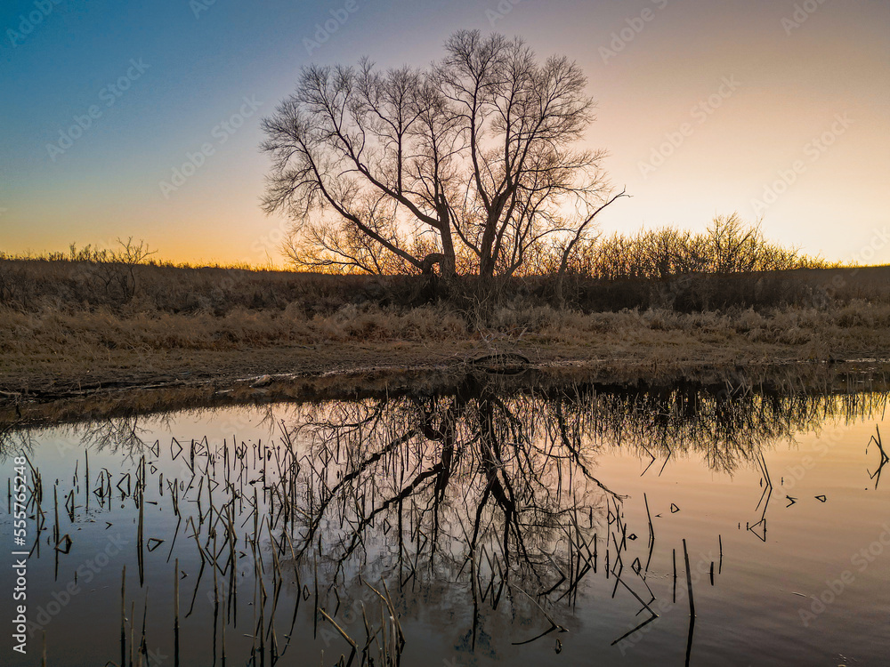 Tree Reflection Tree Reflection