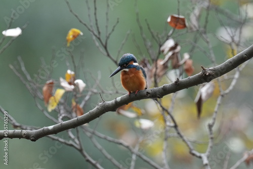 kingfisher in a forest