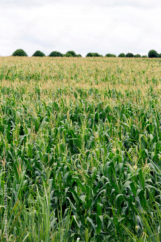 Wide view of corn plantation cultivation in rural area of Sao Paulo state, Brazil Wide view of corn plantation cultivation in rural area of Sao Paulo state, Brazil