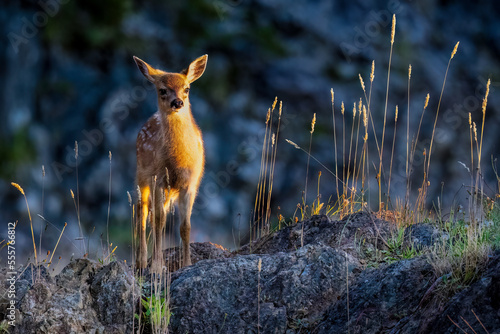 wild baby deer on Vancouver Island 