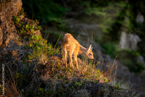 baby fawn wild deer in golden light © Kelly