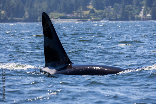 Killer Whale near islands © Kelly