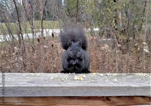 Squirrel in the park