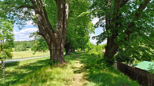 Between the paved road and the houses is an old linden alley. In spring, young leaves blossom on the trees. There is a walking path among the grass. Sunny and blue skies with clouds