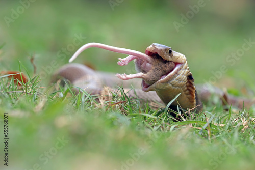 The Cobra (Ophiophagus hannah) is eating a rat as food chain process.