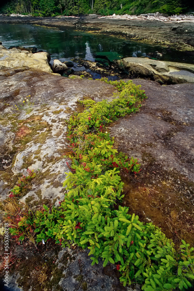 Foliage and Rocks near Water, Botanical Beach Provincial Park, British Columbia, Canada Foliage and Rocks near Water, Botanical Beach Provincial Park, British Columbia, Canada
