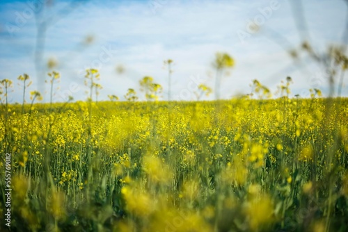 Field of colza rapeseed yellow flowers and blue sky, Ukrainian flag colors
