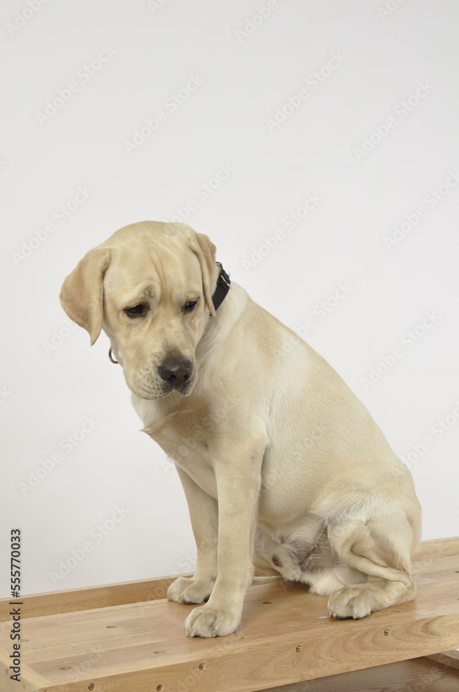 labrador retriever puppy