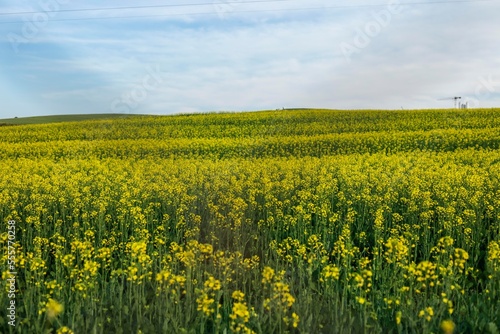 Field of colza rapeseed yellow flowers and blue sky, Ukrainian flag colors  © Hussem