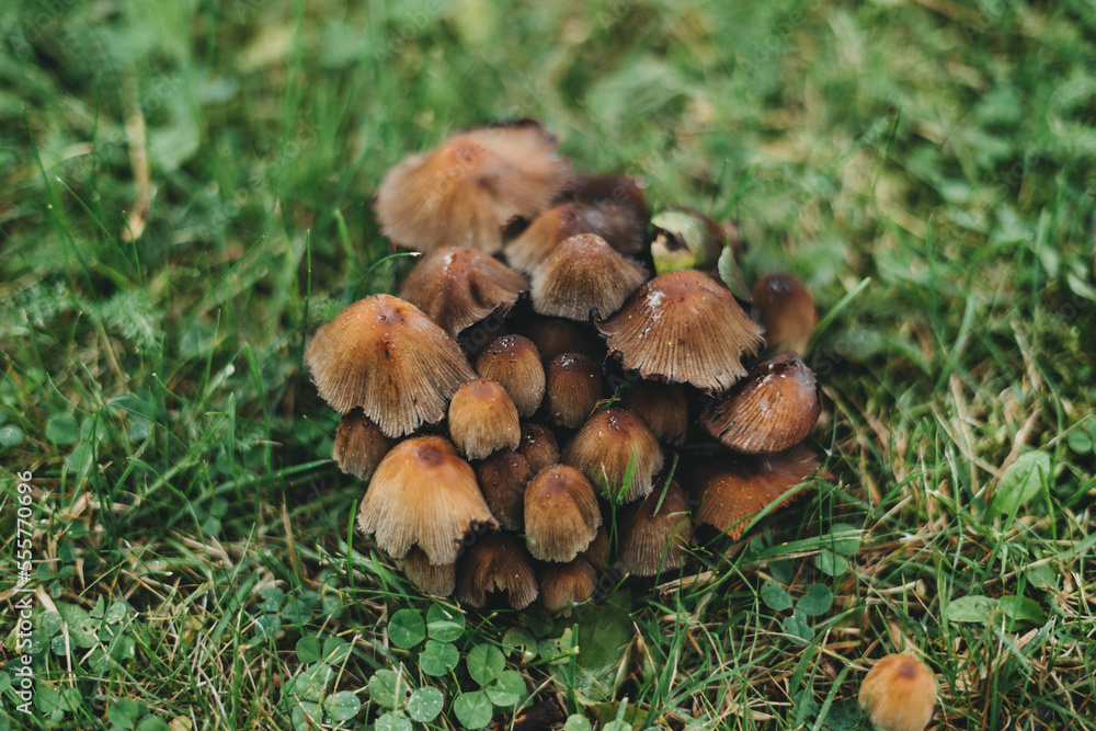 Cute little brown mushrooms with a beautiful bokeh in a forest. Cute little brown mushrooms with a beautiful bokeh in a forest.