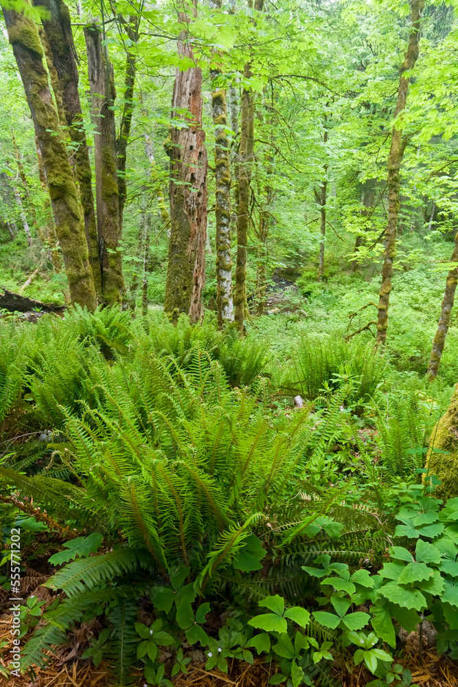 Ferns and Forest in Woodland Gardens, Courtenay, British Columbia, Canada Ferns and Forest in Woodland Gardens, Courtenay, British Columbia, Canada
