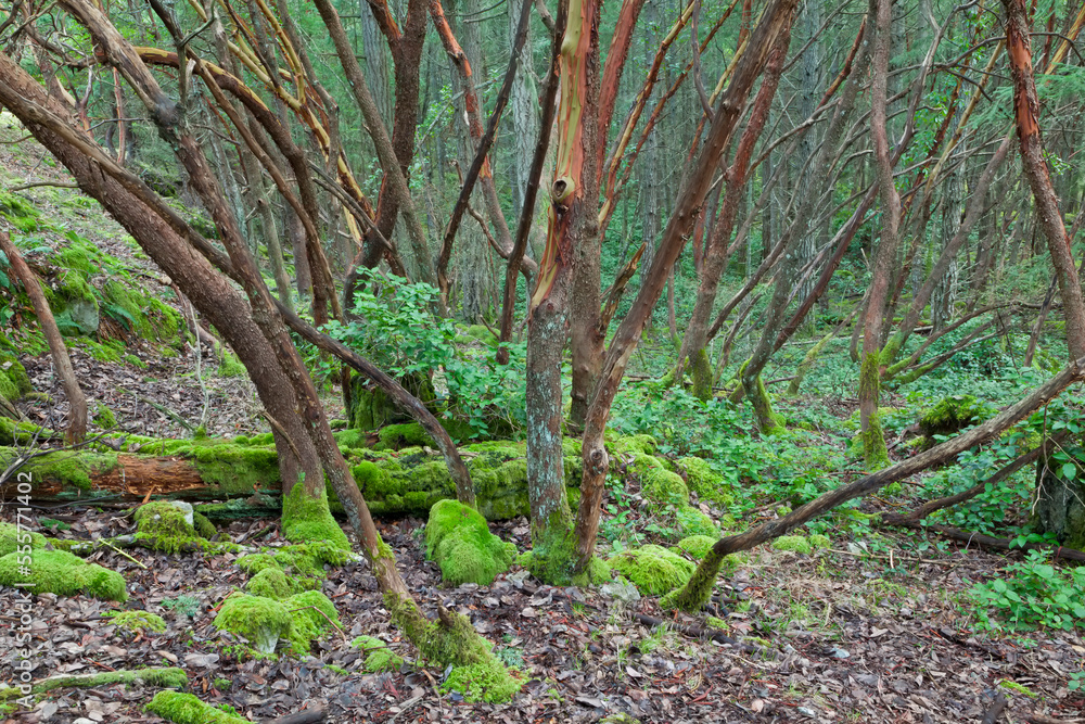 Arbutus Trees, Reginald Hill, Salt Spring Island, British Columbia, Canada Arbutus Trees, Reginald Hill, Salt Spring Island, British Columbia, Canada