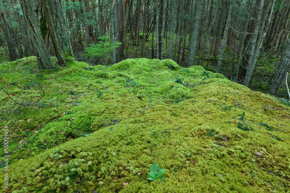 Moss and Tree Trunks, Reginald Hill, Salt Spring Island, British Columbia, Canada Moss and Tree Trunks, Reginald Hill, Salt Spring Island, British Columbia, Canada