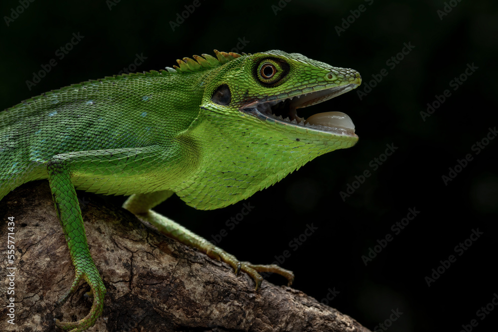 Bronchocela hayeki, the Sumatra Bloodsucker, is a species of lizard endemic to Indonesia. Bronchocela hayeki, the Sumatra Bloodsucker, is a species of lizard endemic to Indonesia.