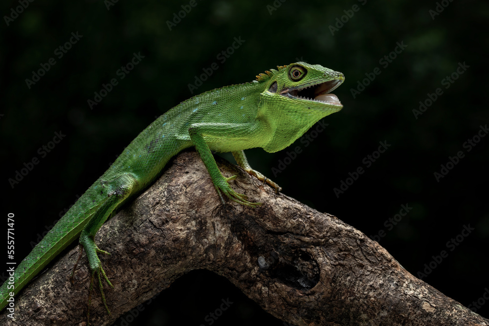 Fototapeta premium Bronchocela hayeki, the Sumatra Bloodsucker, is a species of lizard endemic to Indonesia.