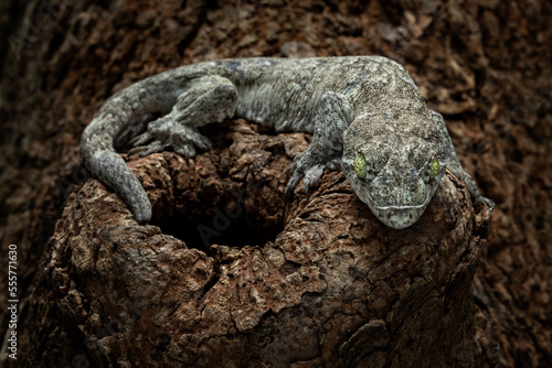 The Halmahera Giant Gecko (Gehyra marginata), also known as Vorax Gecko or the Ternate dtella, is a species of gecko endemic to Indonesia. Vorax Gecko camouflage on wood.