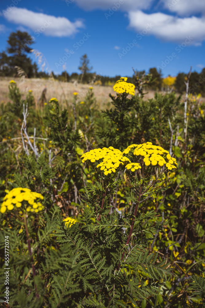 Obraz premium Bright yellow tansy in a golden alpine meadow in the fall