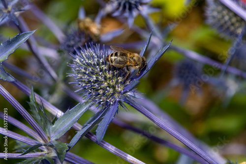 Honey Bee on Sea Holly Flowers Eryngium plants in bloom in middleterranean garden