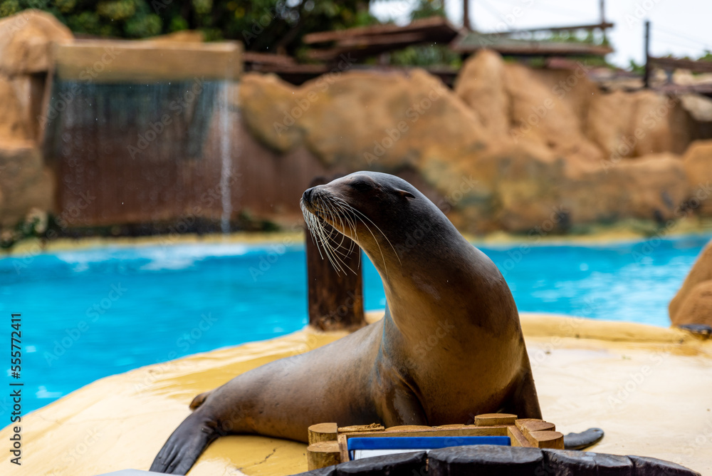 Fototapeta premium Seal in zoo
