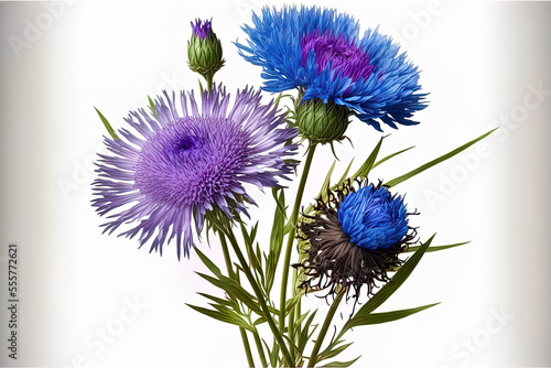 Blue wild cornflower herb or bachelor button flower with purple knapweed blossoms isolated on a white background. Generative AI
