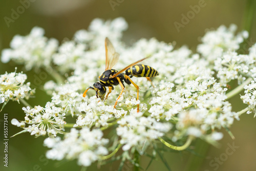 European paper wasp (Polistes Dominula) on wild carrot (Daucus Carota)