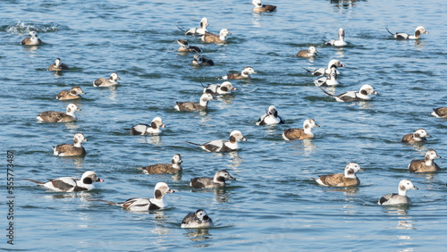Canvas Print Flock of long-tailed duck (Clangula Hyemalis) in Tommy Thompson park, Toronto, C
