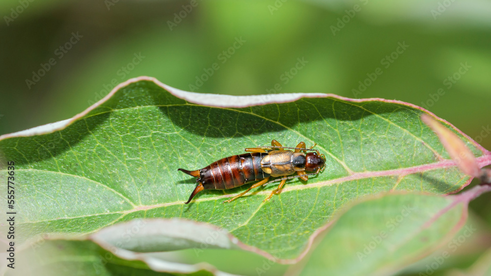 European Earwig (Forficula Auricularia) on a leaf European Earwig (Forficula Auricularia) on a leaf