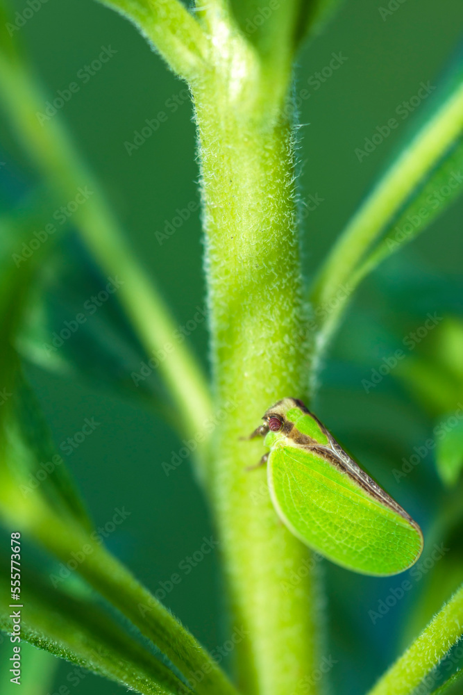 Two-Striped Planthopper, Acanalonia Bivittata, on a flower stem Two-Striped Planthopper, Acanalonia Bivittata, on a flower stem