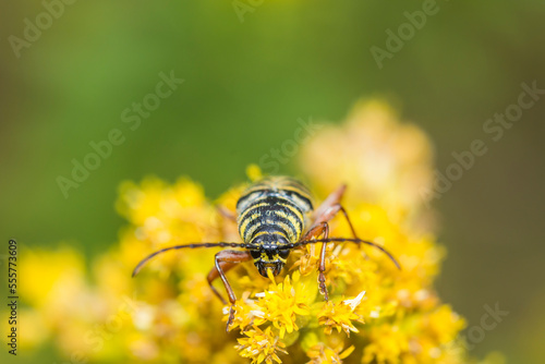 Locust borer (Megacyllene Robiniae) on Canada Goldenrod (Solidago Canadensis) photo