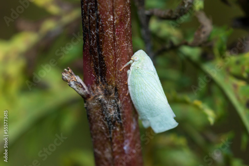 Northern Flatid Planthopper, Flatormenis Proxima, on a stem photo