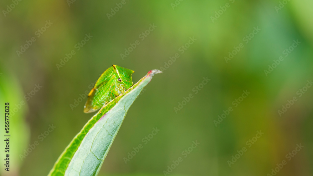 Buffalo treehopper (Stictocephala Bisonia) on a leaf Buffalo treehopper (Stictocephala Bisonia) on a leaf
