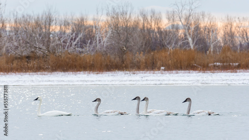 Flock of adult trumpeter swans (Cygnus Buccinator) swimming in a lake photo