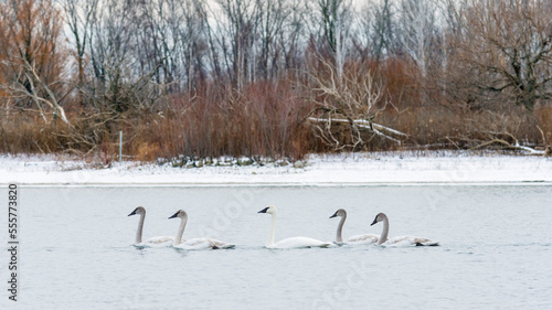 Flock of adult trumpeter swans (Cygnus Buccinator) swimming in a lake