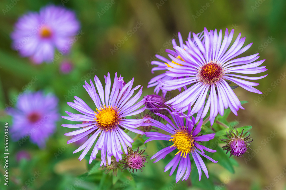 New England Aster flowers, Symphyotrichum Novae-Angliae New England Aster flowers, Symphyotrichum Novae-Angliae