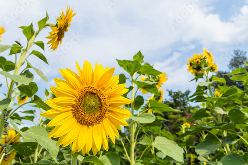 Field of Common Sunflowers (Helianthus Annuus)