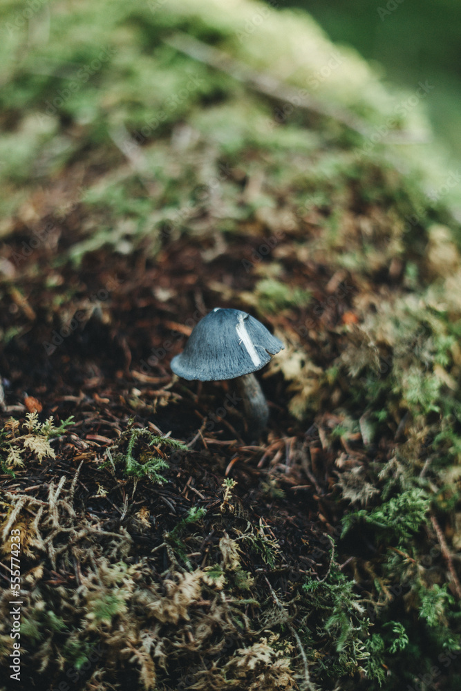 Cute little black or blue mushroom with a beautiful bokeh in a forest. Cute little black or blue mushroom with a beautiful bokeh in a forest.