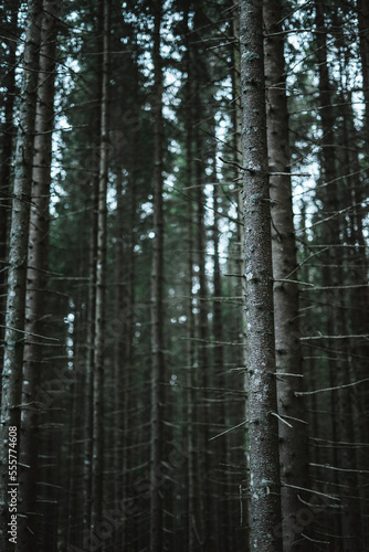 Fototapeta Naklejka Na Ścianę i Meble -  Beautiful trees in a forest in Norway with a beautiful bokeh