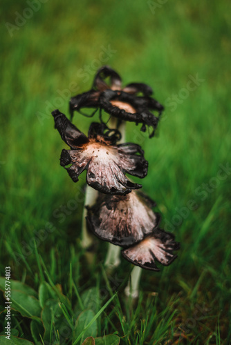 Cute little black mushrooms with a beautiful bokeh in a forest. They look like they have been burned.